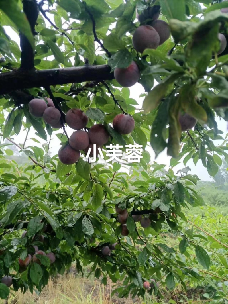 小芙蓉大量上市，口感甜，果面干净，糖度15，欢迎老板来预