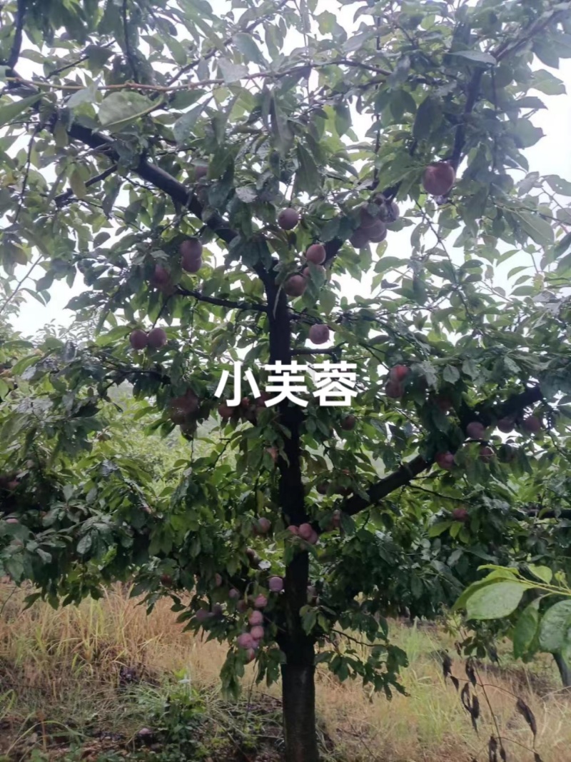 小芙蓉大量上市，口感甜，果面干净，糖度15，欢迎老板来预
