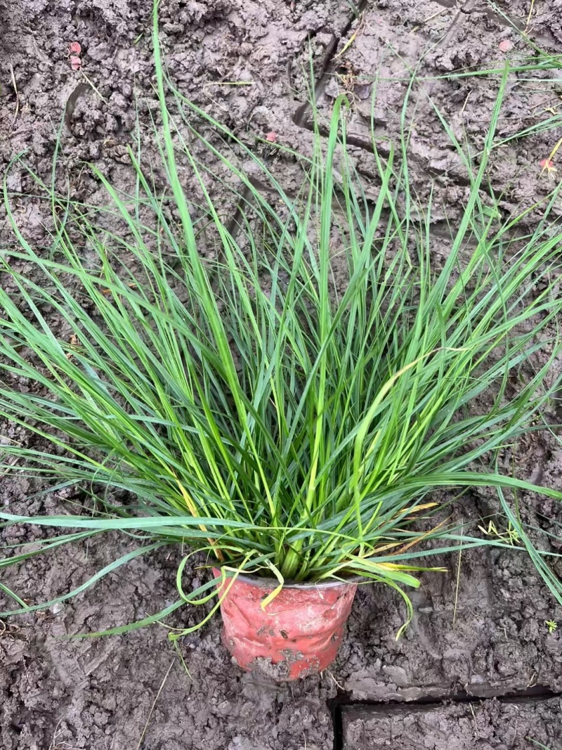 水生植物小兔子狼尾草规格120杯，量大，价格优惠，新鲜。