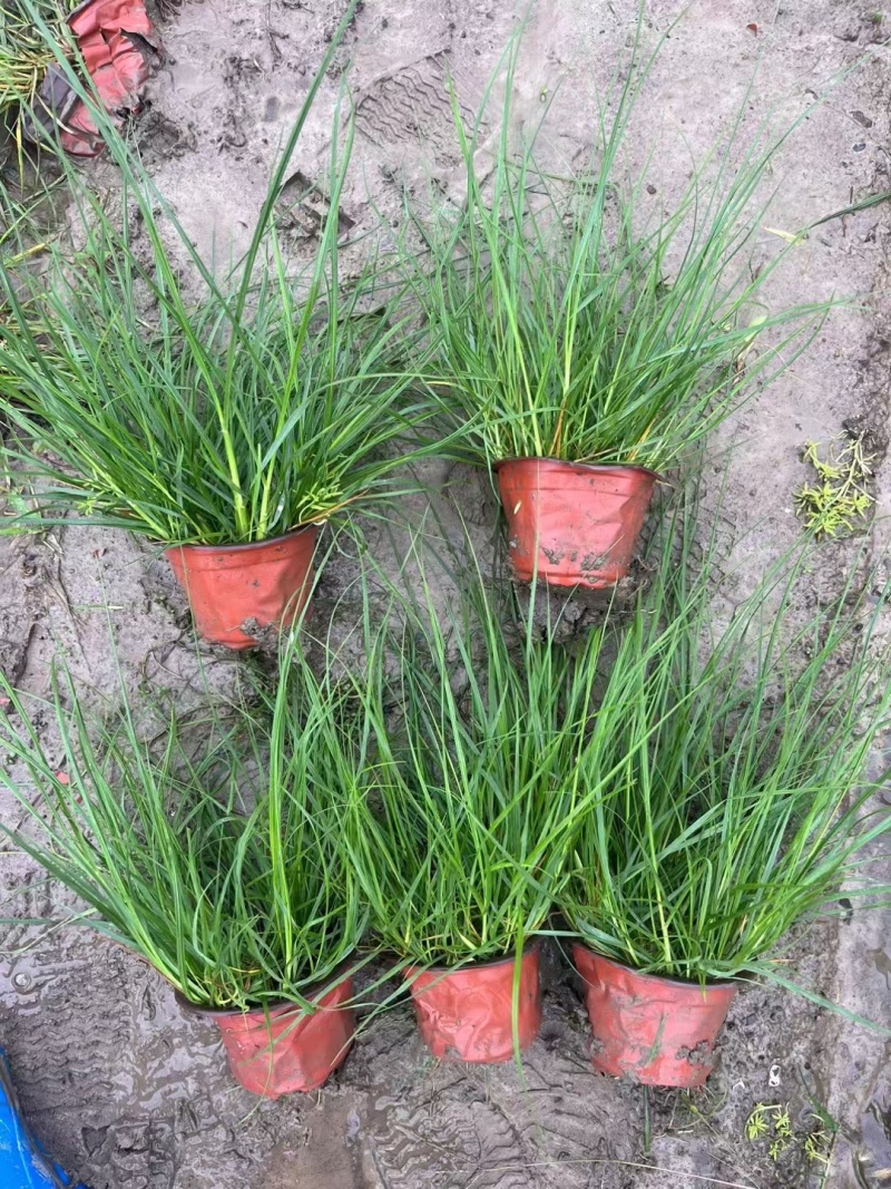 水生植物小兔子狼尾草规格120杯，量大，价格优惠，新鲜。
