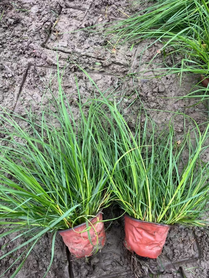 水生植物小兔子狼尾草规格120杯，量大，价格优惠，新鲜。