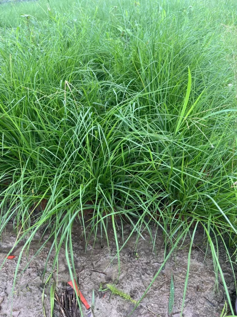 水生植物小兔子狼尾草规格120杯，量大，价格优惠，新鲜。