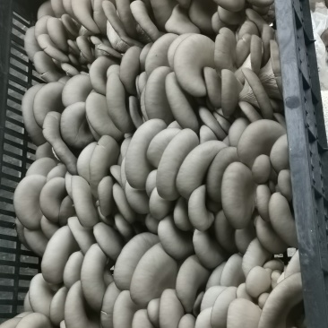 甘肃平菇