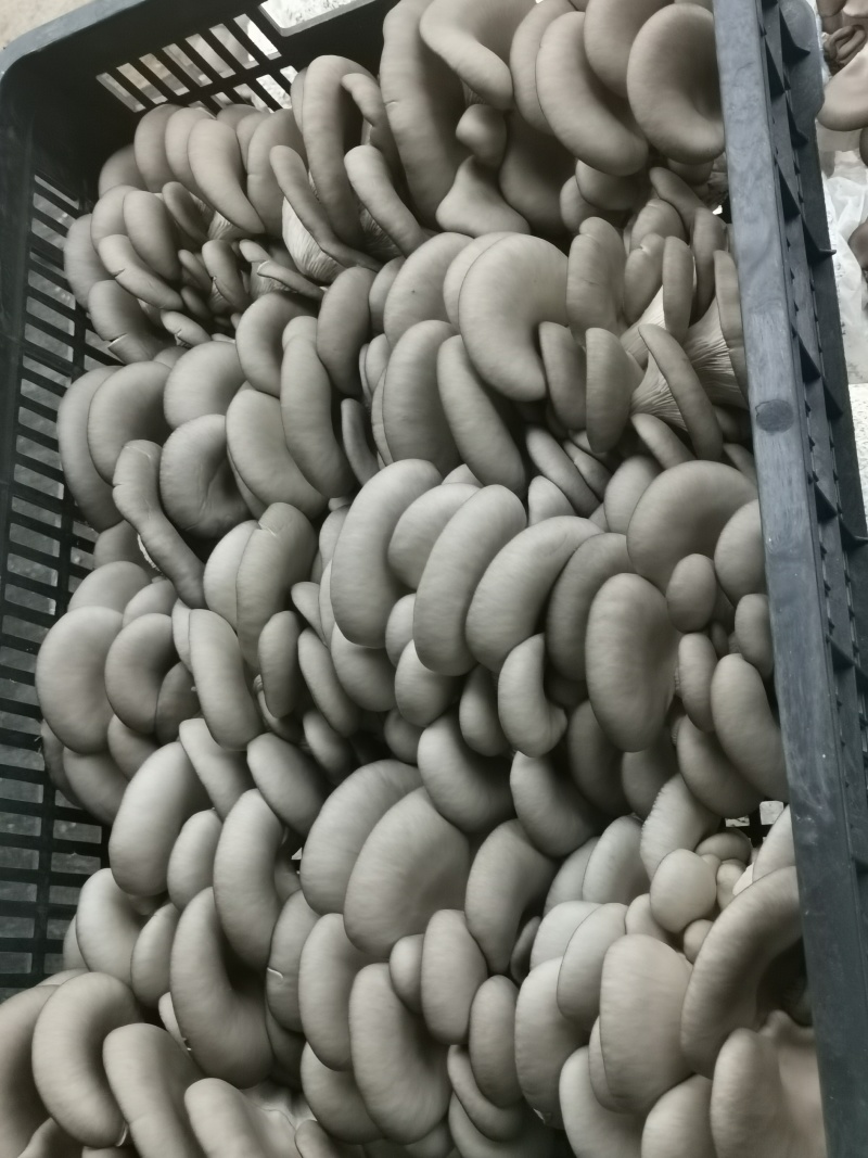 甘肃平菇