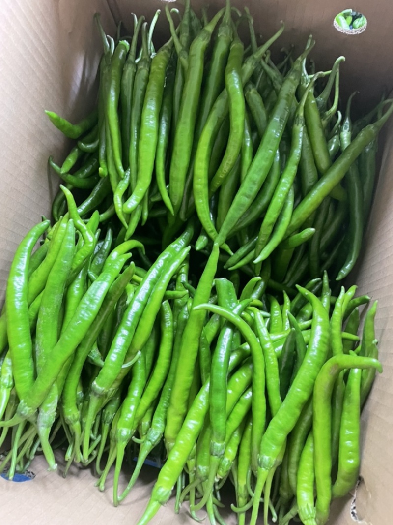 精品杭椒辣椒大量上市，一手货源；市场超市直供