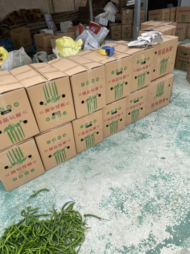 精品杭椒辣椒大量上市，一手货源；市场超市直供