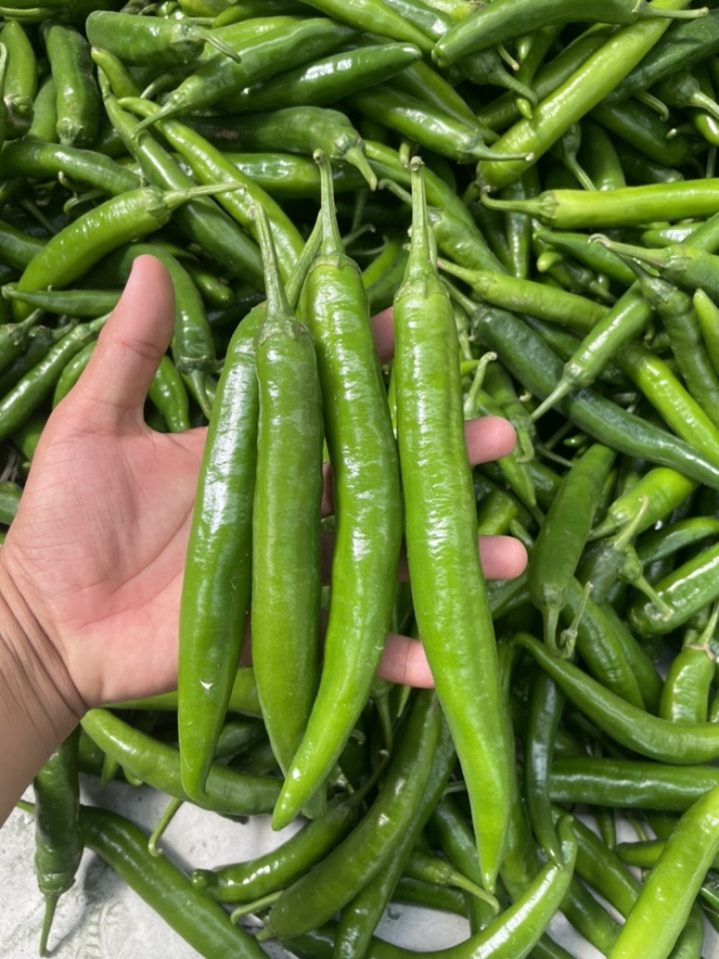 精品杭椒辣椒大量上市，一手货源；市场超市直供