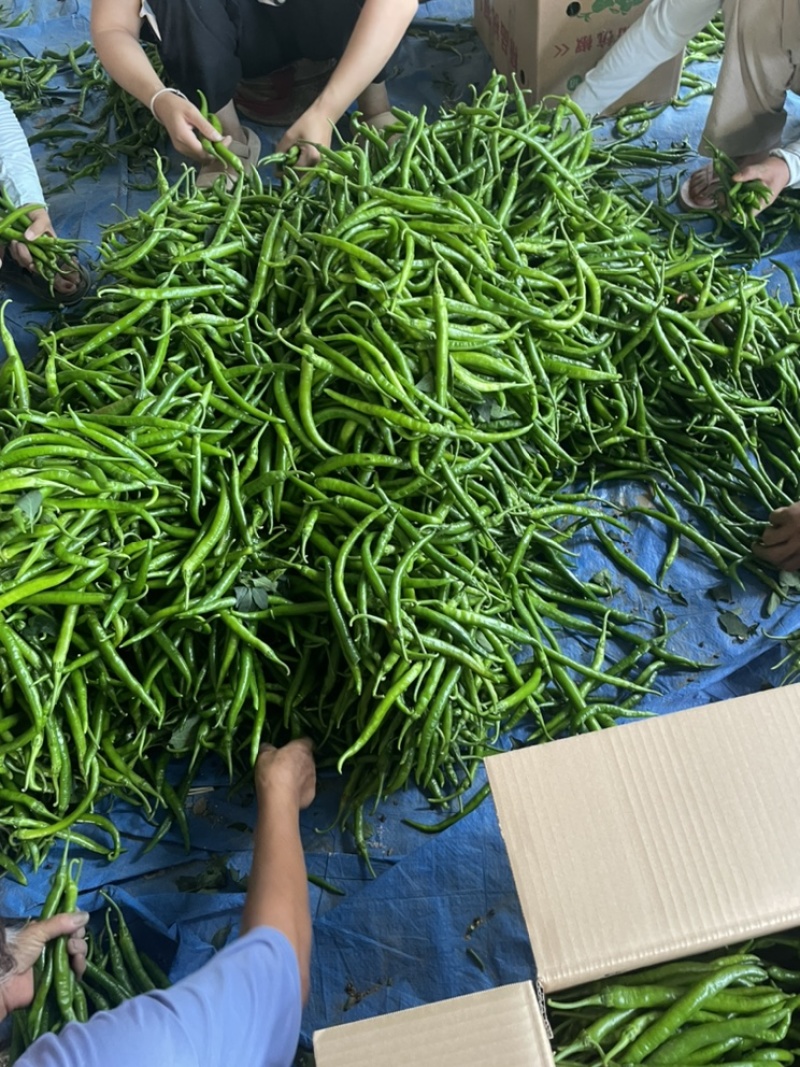 精品杭椒辣椒大量上市，一手货源；市场超市直供