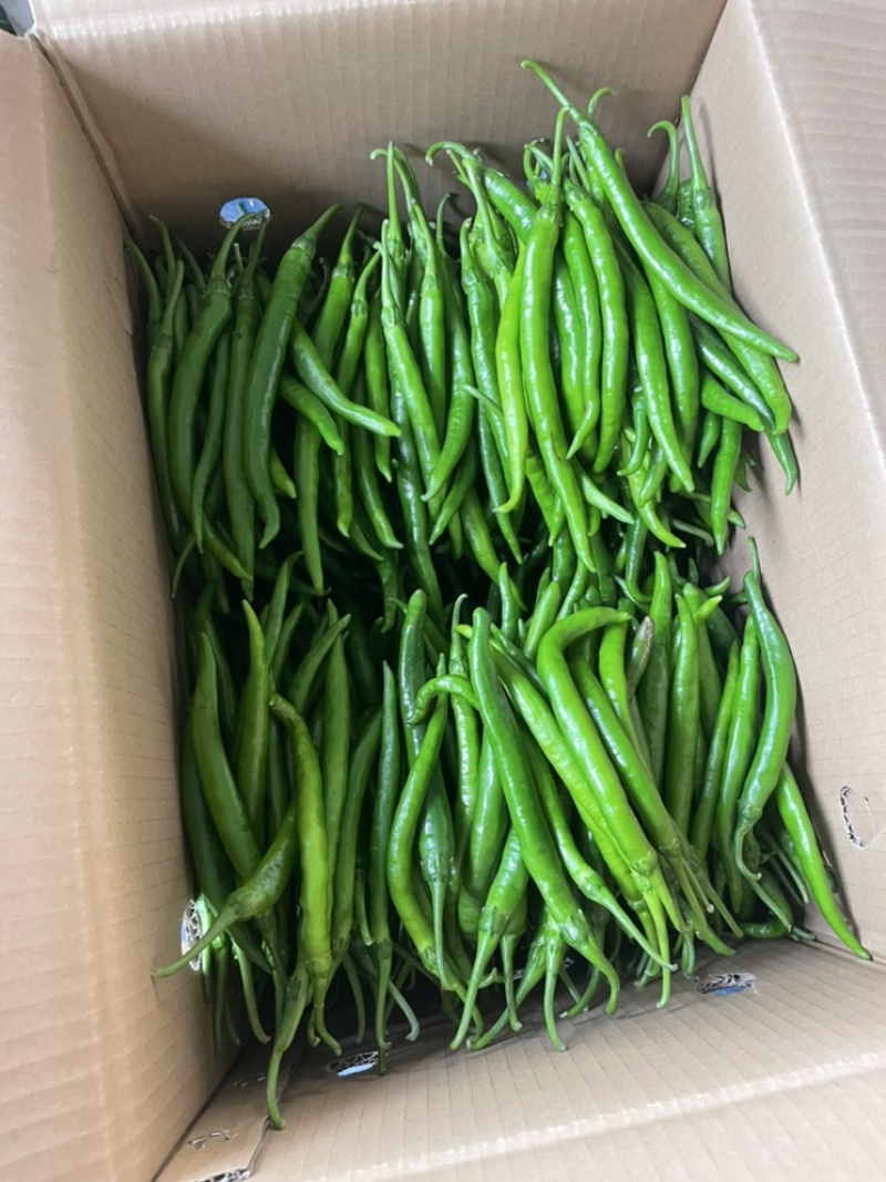 精品杭椒辣椒大量上市，一手货源；市场超市直供