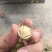 东北大榛子