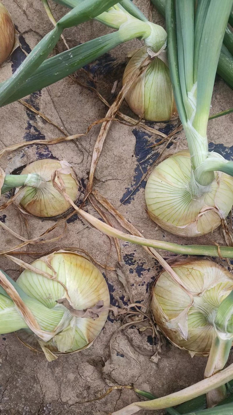 黄皮洋葱大量有货，各种规格都有，出口品质