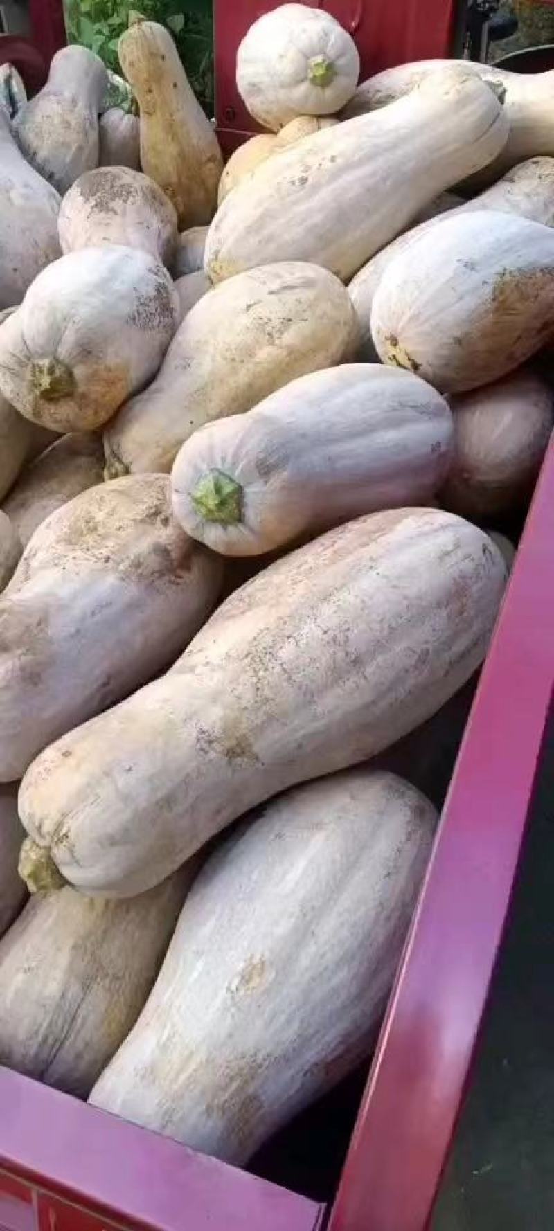 【推荐】精品蜜本南瓜安徽南瓜产地直发对接全国商超市场