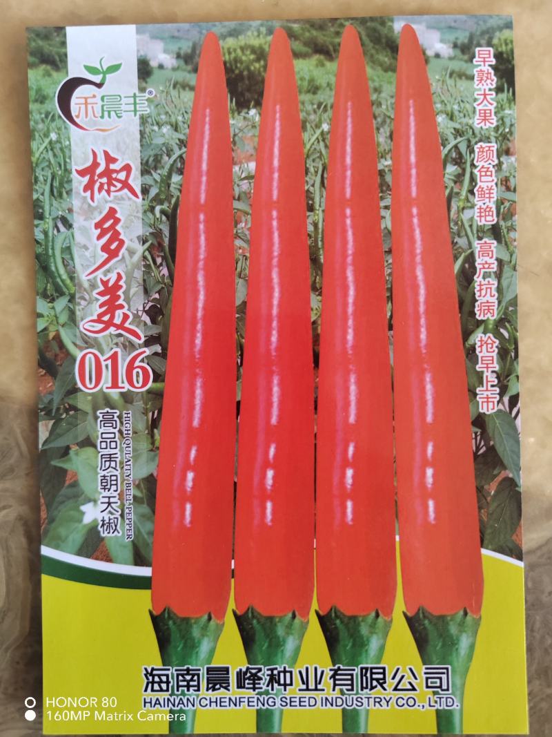 耐寒单生大果朝天椒早熟抗病不早衰厂家发货