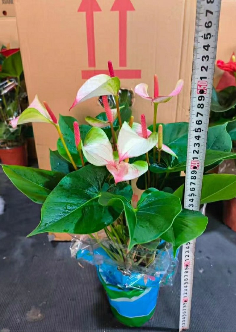 粉掌