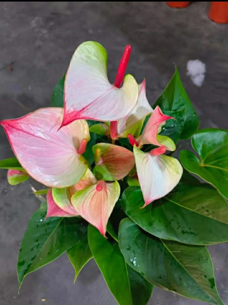 粉掌