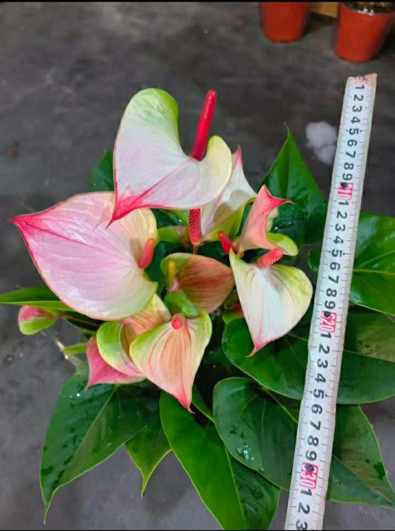 粉掌