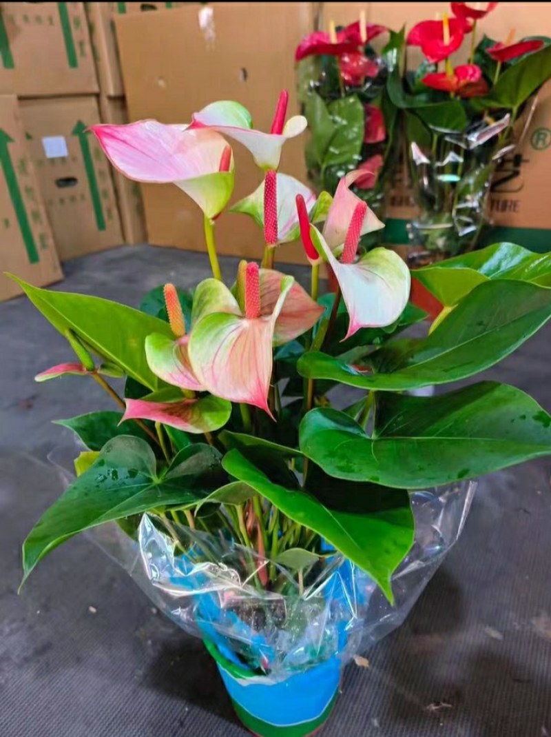 粉掌