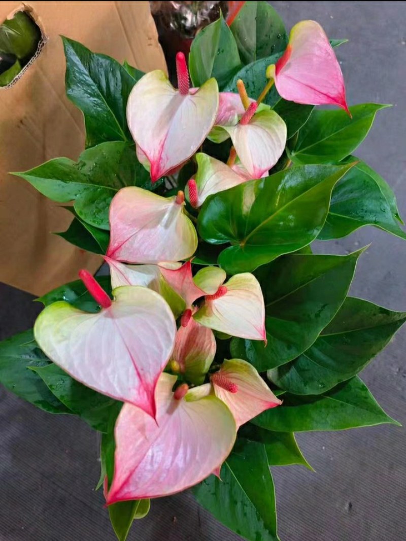 粉掌