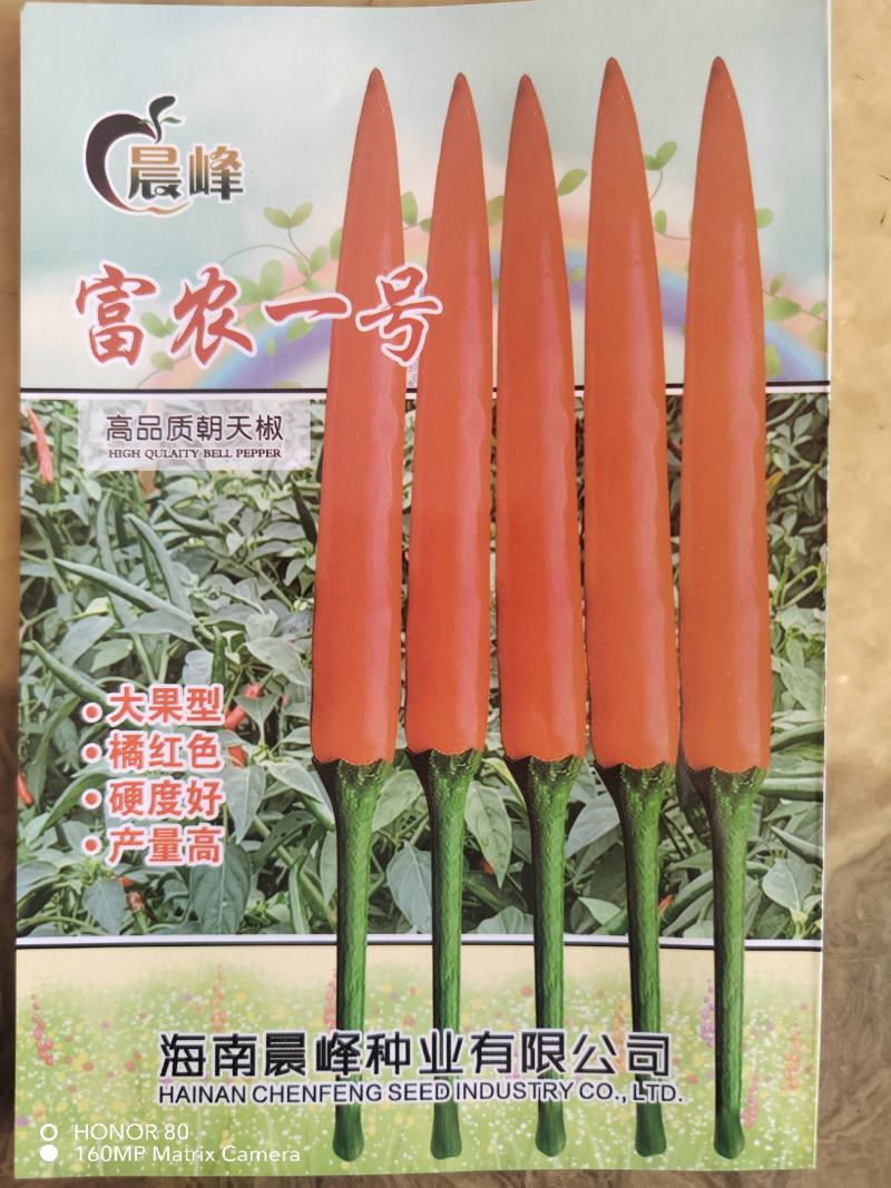 富农一号大果型朝天椒，青红两用，硬度好，长势旺盛，抗病