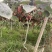 四川峨眉山自家精品特大猕猴桃100-150需要的联系