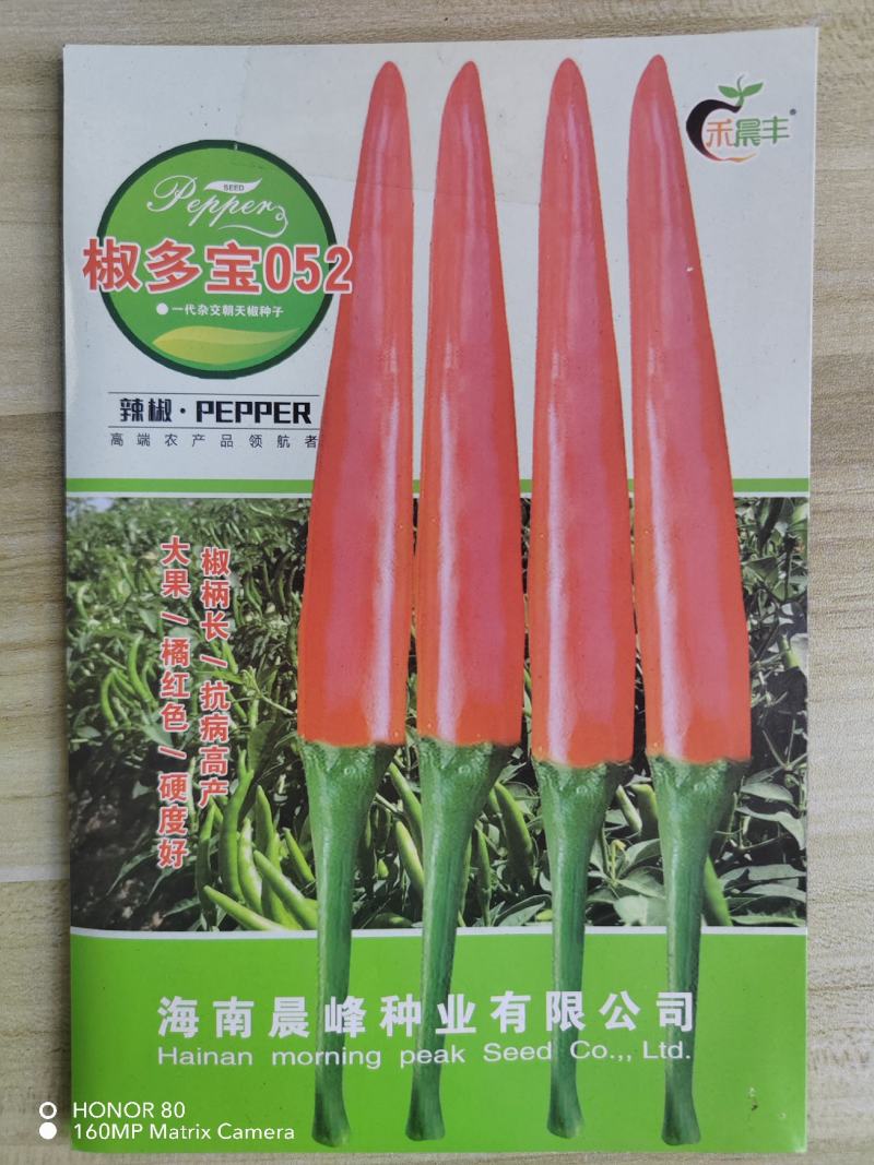 椒多宝052大果朝天椒种子硬度高把子长粗，顺直抗病强