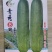 青秀8耐热耐湿中早熟吊瓜头尾均匀品质保证厂家发货