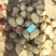 精品陕北沃土五号精品纯沙地v7价格合适产地直发全国发货
