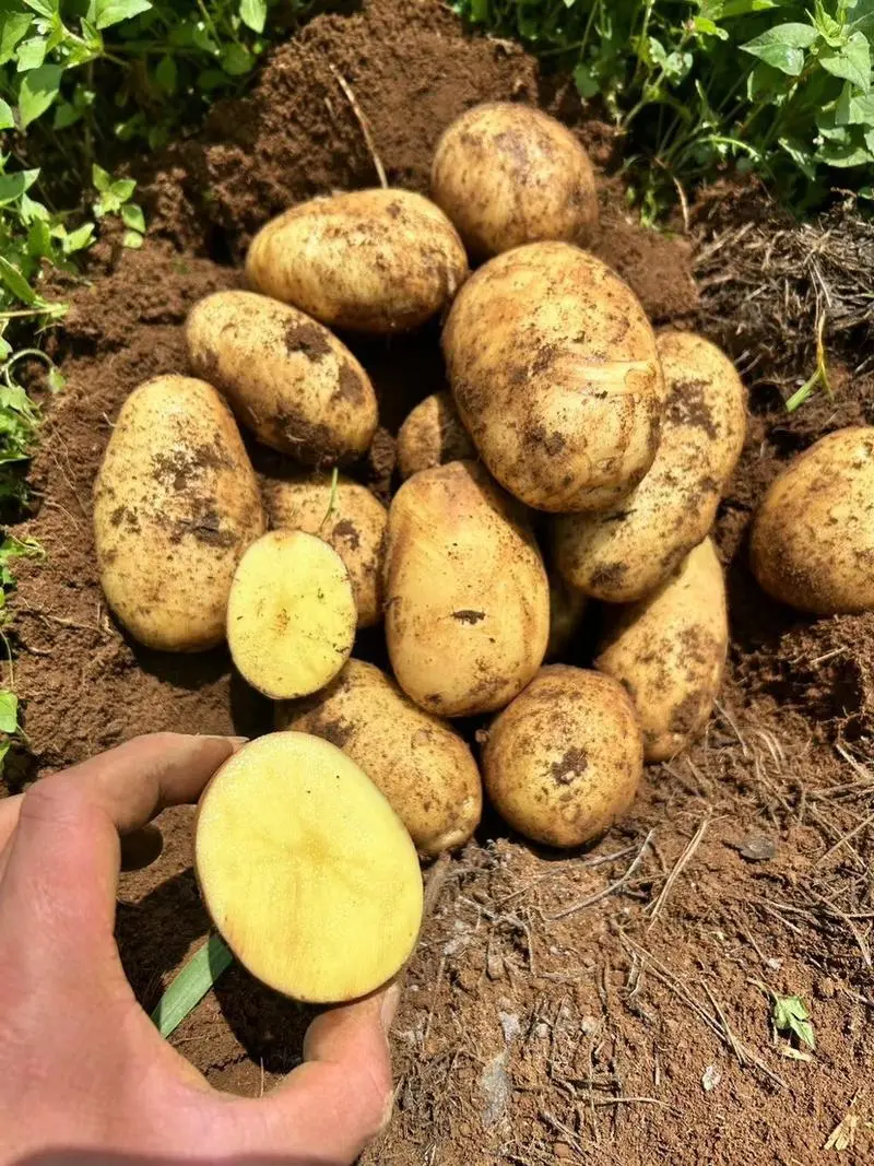 陕西精品v7土豆大量供应全国发货量大优惠