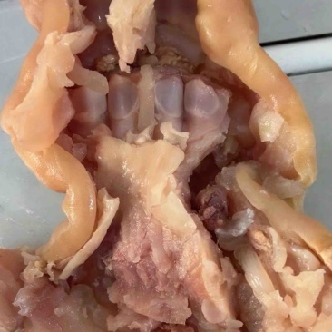 【熟牛蹄筋】去骨熟牛蹄带主筋全熟卤煮好产品