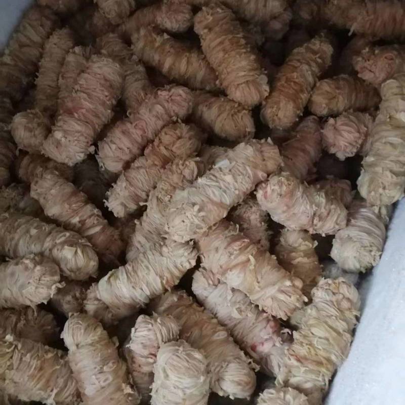 纯肠皮苦肠