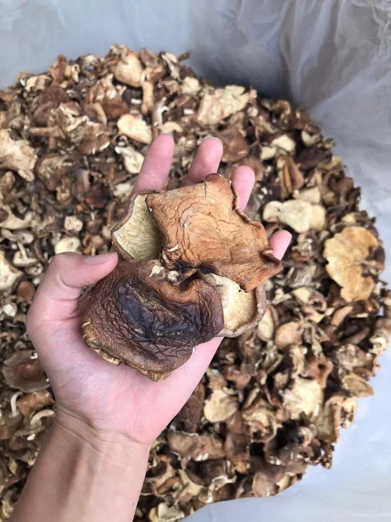 野生香菇云南野生香菇一手货源价格实惠