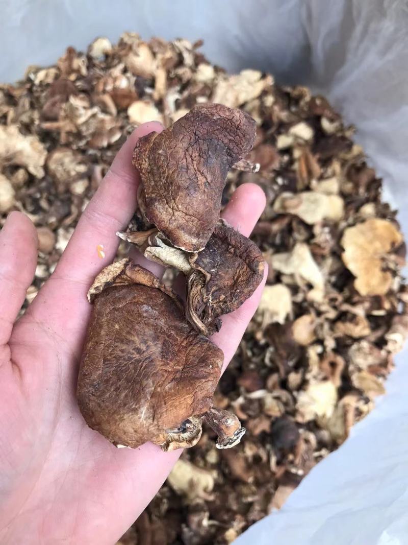 野生香菇云南野生香菇一手货源价格实惠