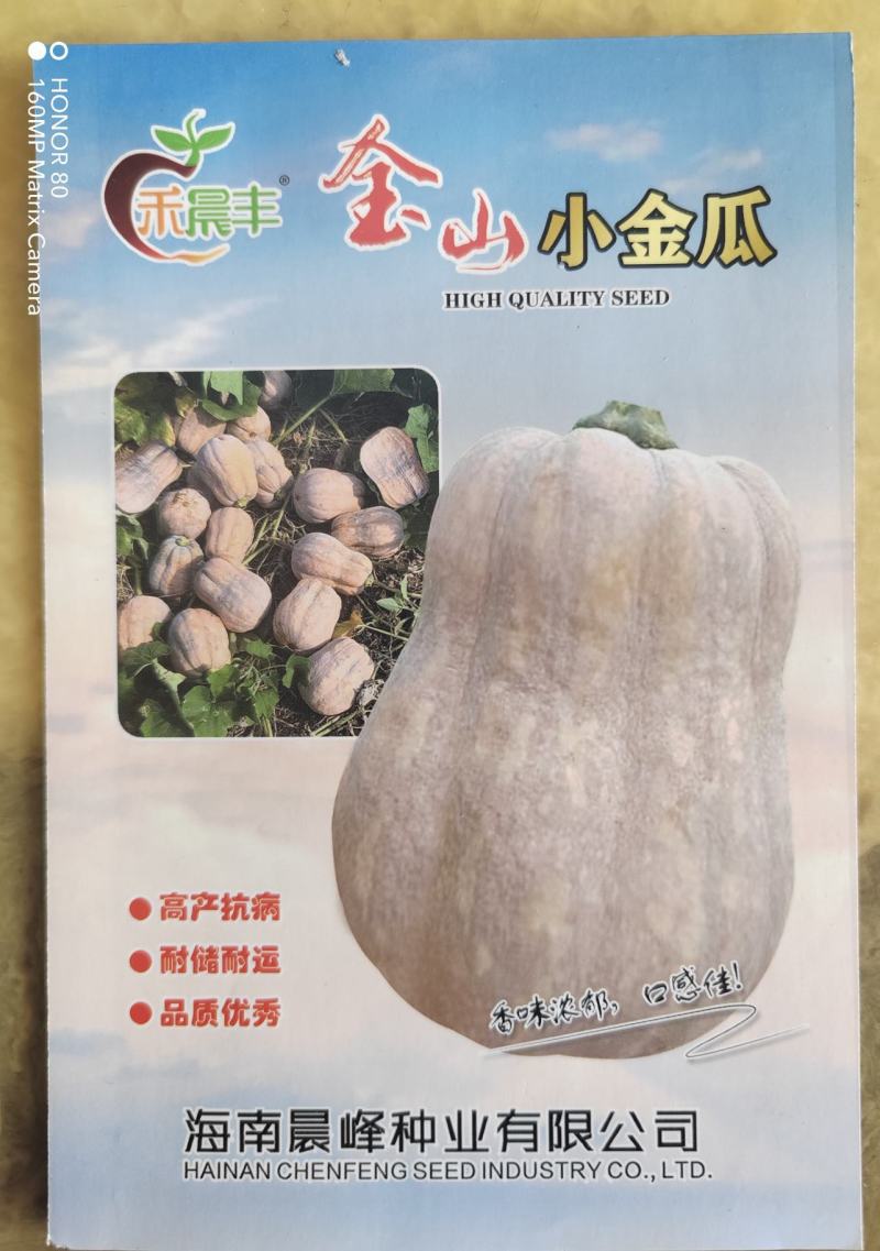 南瓜种子金山小金瓜，花生南瓜品种保证厂家发货下单前先沟通