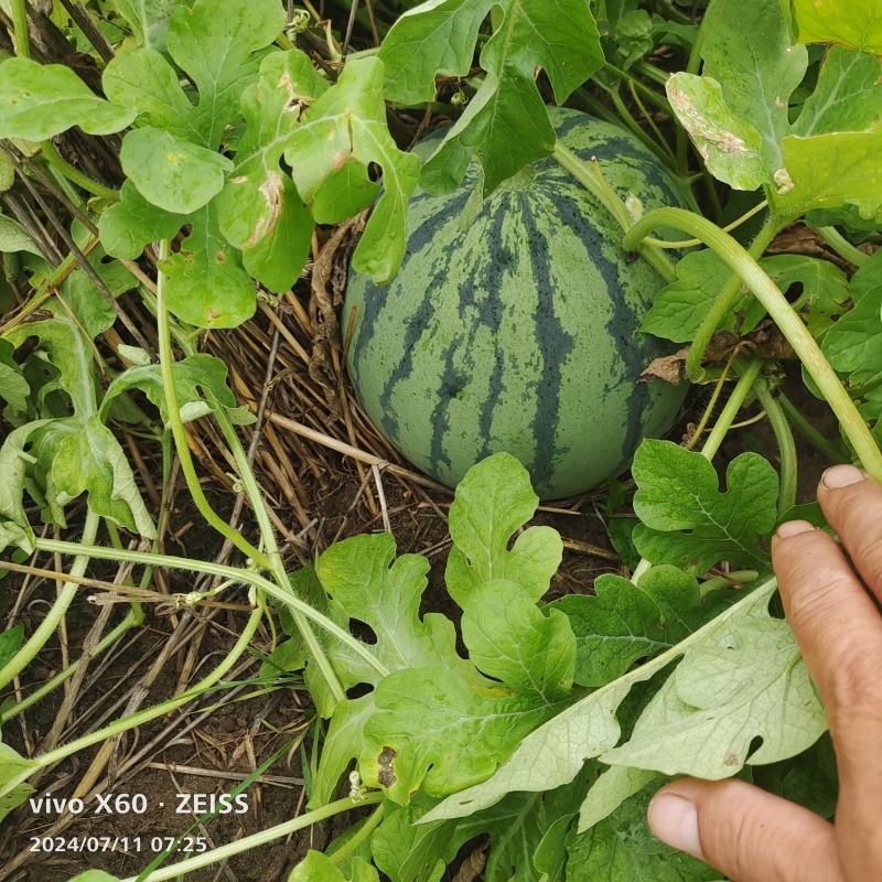 美都西瓜大量供应产地直发品质保障量大从优欢迎致电