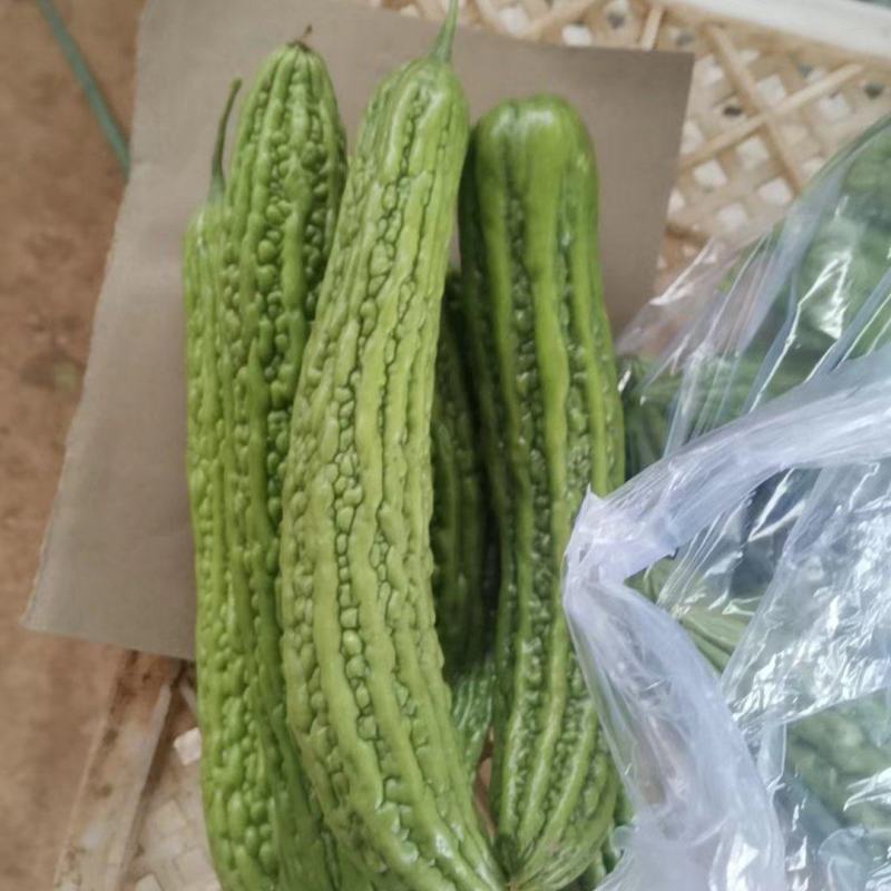 精品苦瓜，产地直发，需要抓紧时间