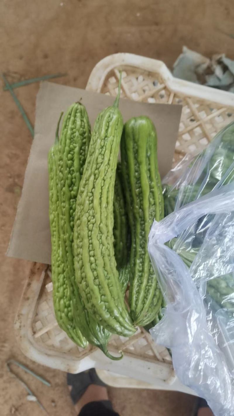 精品苦瓜，产地直发，需要抓紧时间