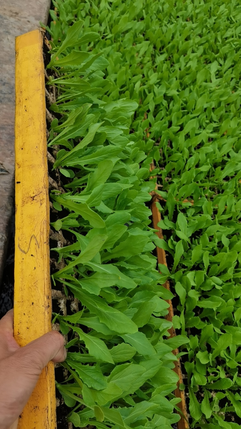 油麦菜苗，本基地直销。带土发货。成活率高。