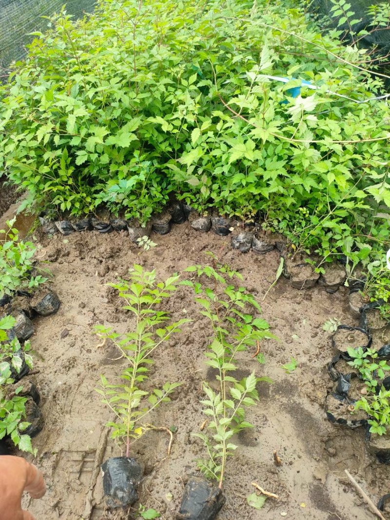 藤本植物凌宵小杯量大价优，新鲜起苗，欢迎来一亩田订购。