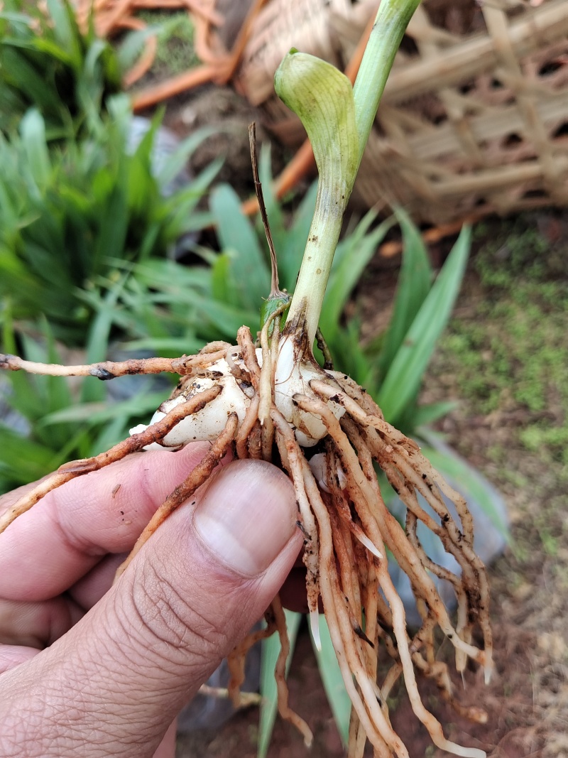紫花、宽叶三叉大白芨两年苗，大量有货，基地直供，一手货源