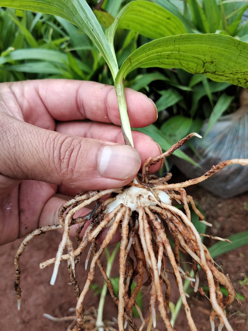 紫花、宽叶三叉大白芨两年苗，大量有货，基地直供，一手货源