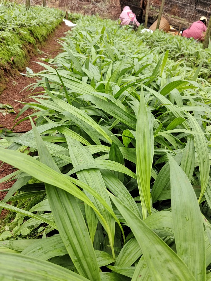 紫花、宽叶三叉大白芨两年苗，大量有货，基地直供，一手货源