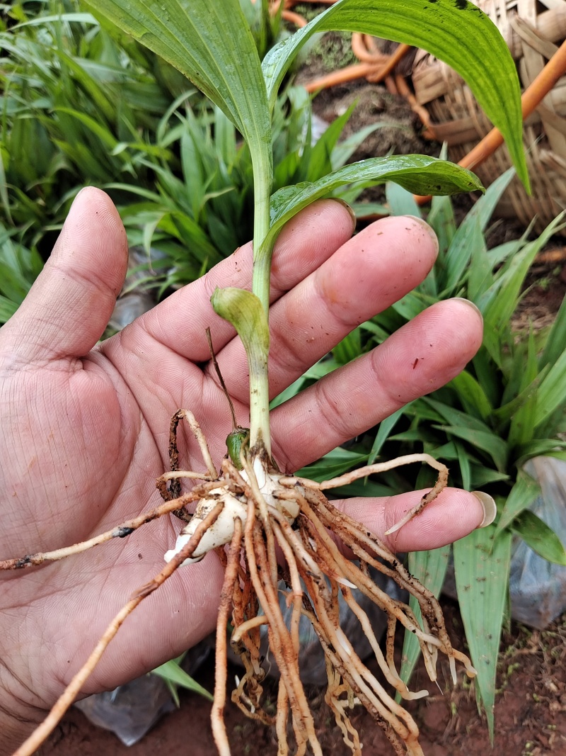 紫花、宽叶三叉大白芨两年苗，大量有货，基地直供，一手货源