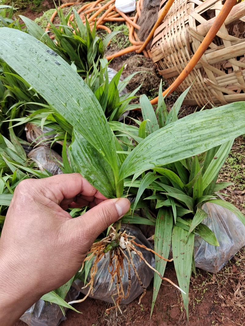 紫花、宽叶三叉大白芨两年苗，大量有货，基地直供，一手货源