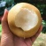 【圆皇梨】产地直销、货源充足口感脆甜。果行端正全国代发。