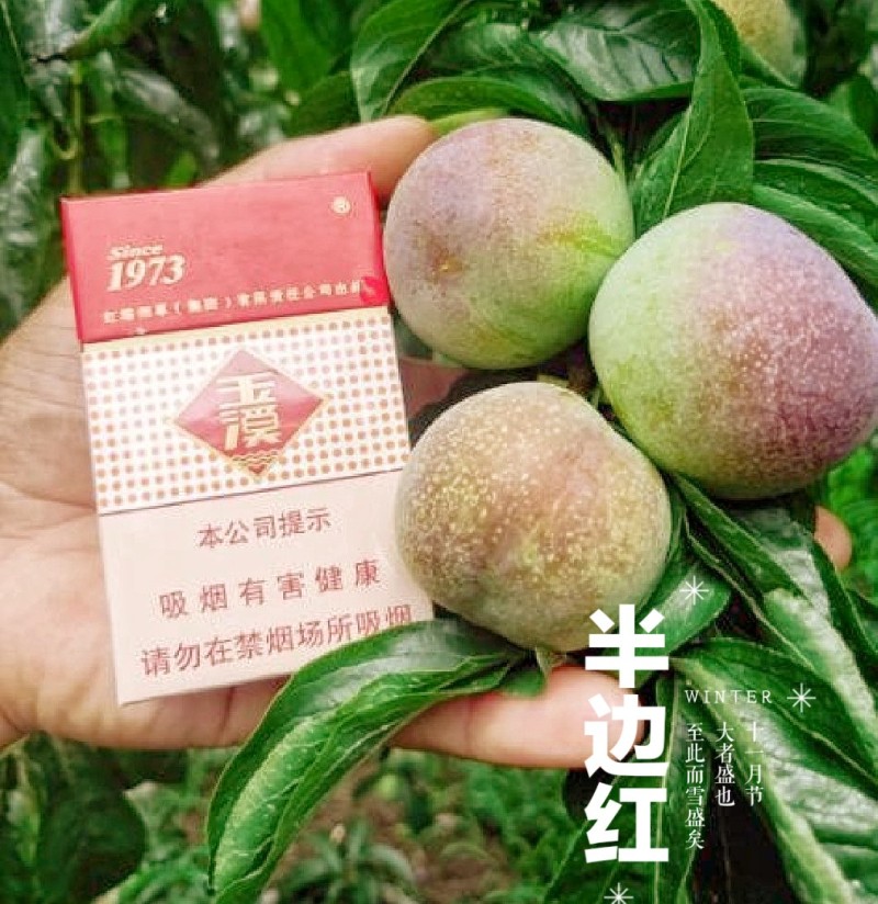 四川～汉源～甜脆李半边红！产地直供一手货源，