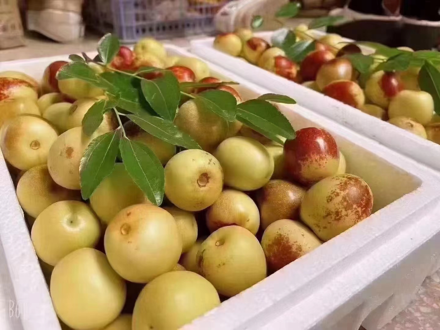 冰箱中存放大荔冬枣