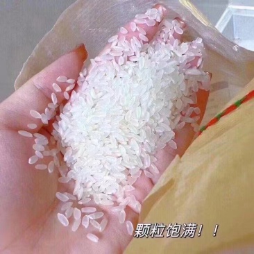 黑龙江哈尔滨五常大米产地发货一手货源批发品质保证价格优惠