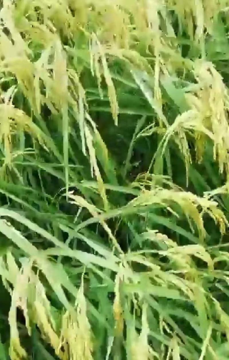 黑龙江哈尔滨五常大米产地发货一手货源批发品质保证价格优惠