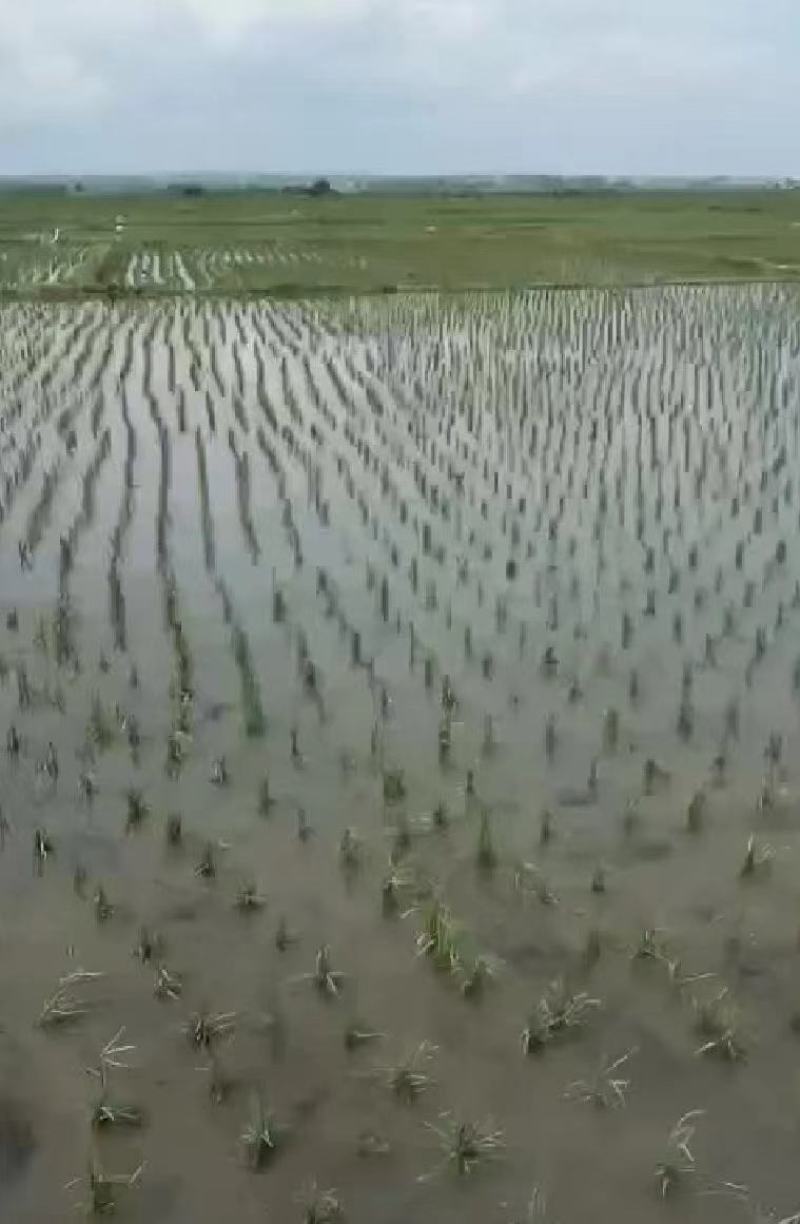 黑龙江哈尔滨五常大米产地发货一手货源批发品质保证价格优惠