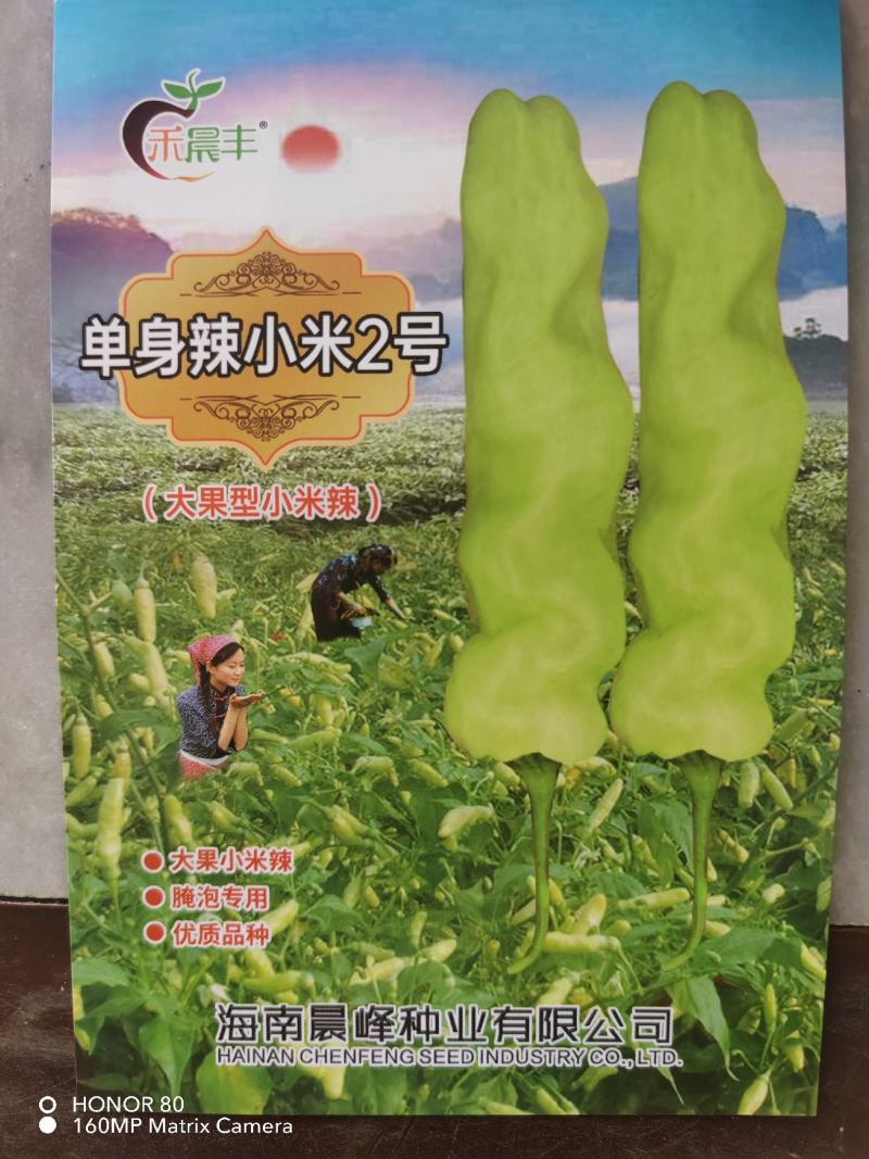 朝天椒种子，小米辣种子，云南小米辣，产量高，品质保障